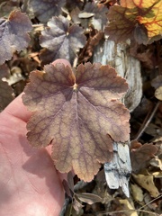 Heuchera micrantha