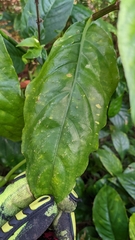 Odontonema cuspidatum