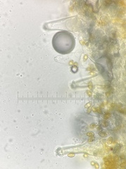 Inocybe fuscescentipes