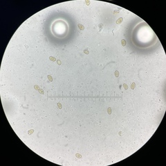 Inocybe fuscescentipes