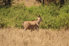 Tragelaphus oryx pattersonianus