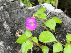 Impatiens putii