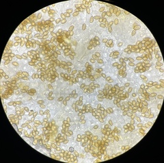 Inocybe fuscescentipes