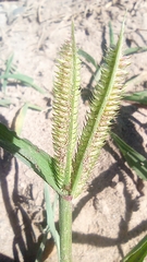 Dactyloctenium aegyptium