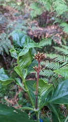 Odontonema cuspidatum