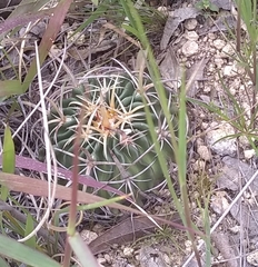 Echinofossulocactus crispatus