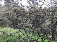 Pomaderris paniculosa