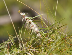 Hakea ulicina