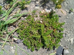 Lepidium bipinnatifidum