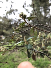 Pomaderris paniculosa