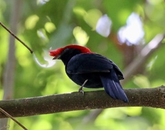 Antilophia galeata