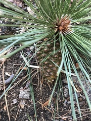 Pinus jeffreyi