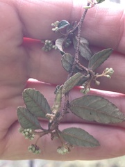 Pomaderris paniculosa