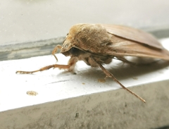 Noctua pronuba