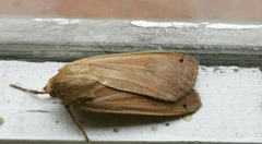 Noctua pronuba