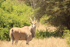 Tragelaphus oryx pattersonianus