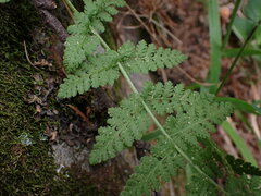 Woodsia
