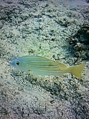 Lutjanus kasmira