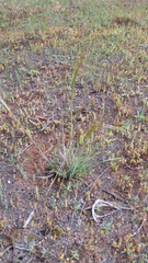Austrostipa drummondii