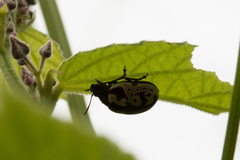 Calligrapha ancoralis
