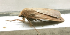 Noctua pronuba