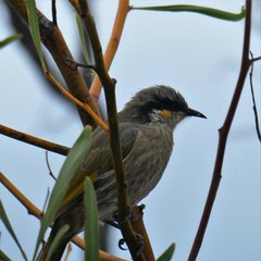 Gavicalis virescens