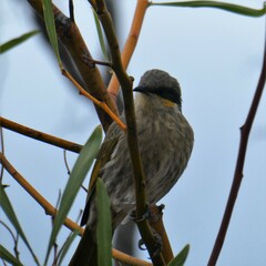 Gavicalis virescens