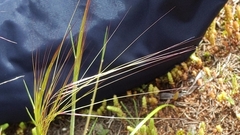 Austrostipa drummondii