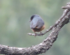 Diglossa baritula