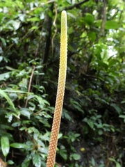 Anthurium vallense