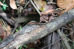 Copeoglossum nigropunctatum