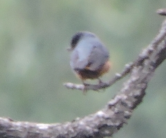Diglossa baritula