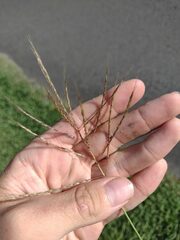Dichanthium annulatum annulatum