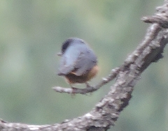 Diglossa baritula