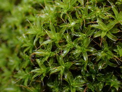 Syntrichia