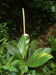 Anthurium vallense