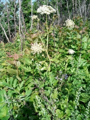 Angelica cincta