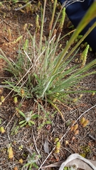 Austrostipa drummondii
