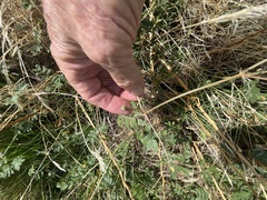 Kallstroemia californica