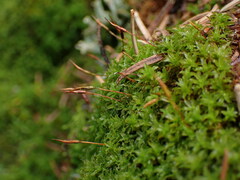 Syntrichia