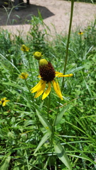 Rudbeckia texana