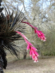 Tillandsia recurvifolia