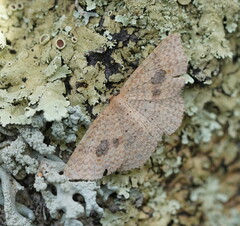 Epicyme rubropunctaria