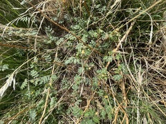 Kallstroemia californica