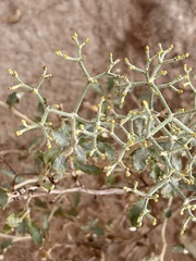 Eriogonum corymbosum