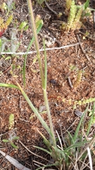 Austrostipa drummondii