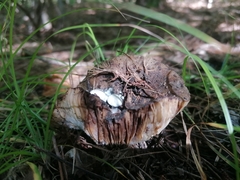 Asterophora lycoperdoides