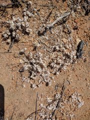 Stylocline gnaphaloides