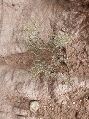 Eriogonum corymbosum