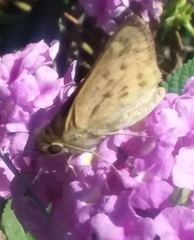 Hylephila phyleus